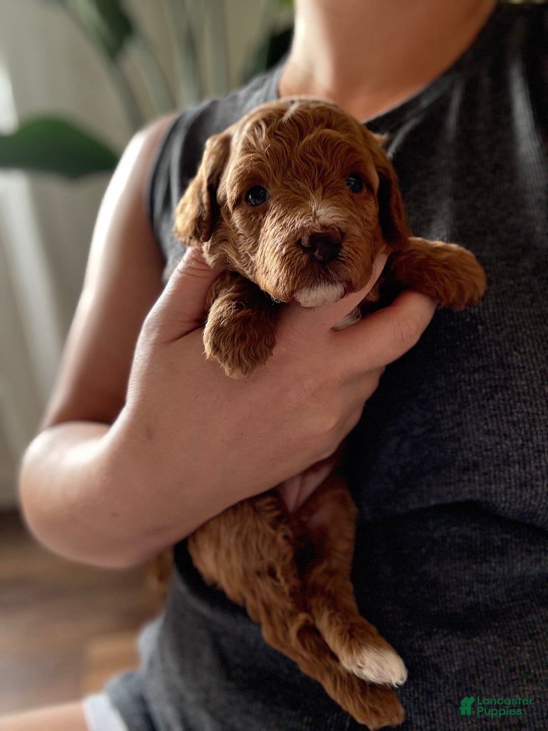 Toy Poodle dogs for sale: Pure Breed Toy Poodle Girl - Image 1