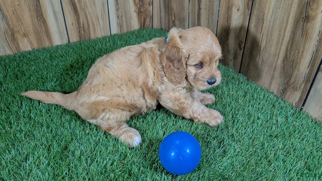 Cavapoo dogs for sale: Sprinkles Boy 2 - Image 1