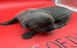 Cane Corso dogs for sale: Iccf Silva - Image 1