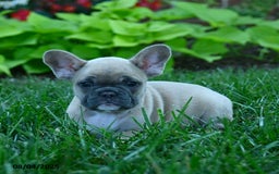 French Bulldog dogs for sale: Jess - Image 2