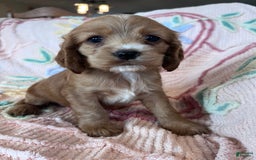 Cocker Spaniel dogs for sale: Sadie - Image 1