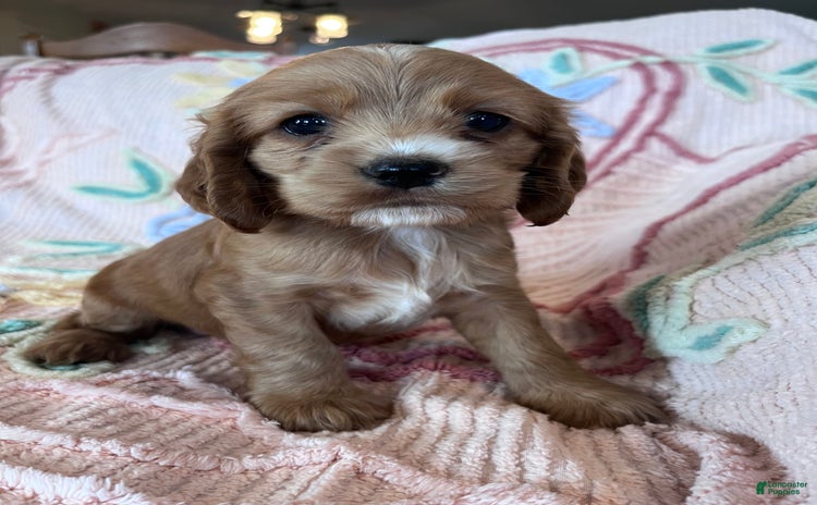 Cocker Spaniel dogs for sale - Ad 2