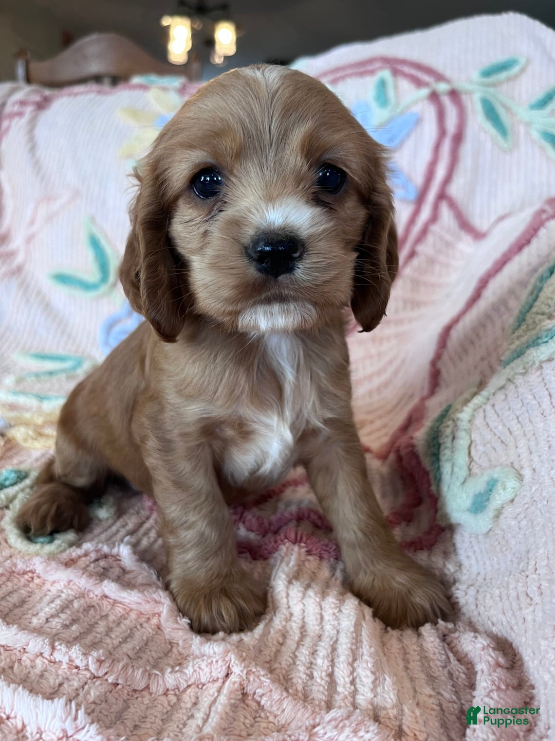 Cocker Spaniel dogs for sale: Sadie - Image 1