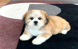 Lhasa Apso dogs for sale: Snickers - Image 3