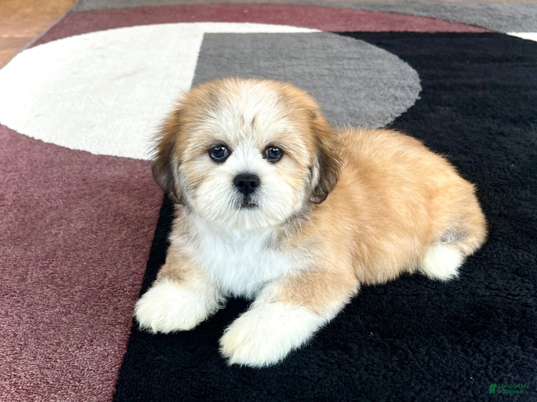 Lhasa Apso dogs for sale: Snickers - Image 3