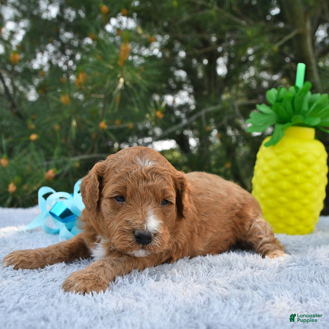 Mini Goldendoodle dogs for sale: Edger - Image 10
