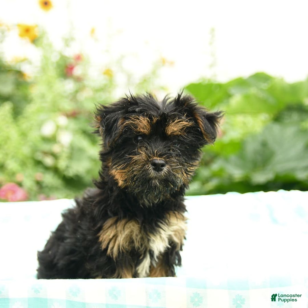 Morkie dogs for sale: Bella - Image 5