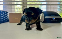 Yorkshire Terrier dogs for sale: Princess - Image 2