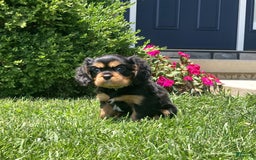 Cavalier King Charles Spaniel dogs for sale: Boomer - Image 15