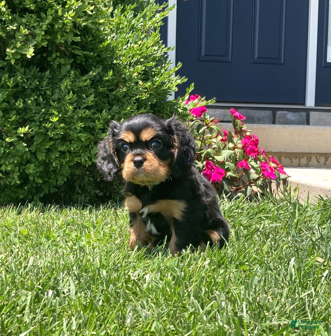 Cavalier King Charles Spaniel dogs for sale: Boomer - Image 15