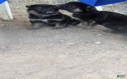 German Shepherd dogs for sale: 3 F German Shepherds - Image 1