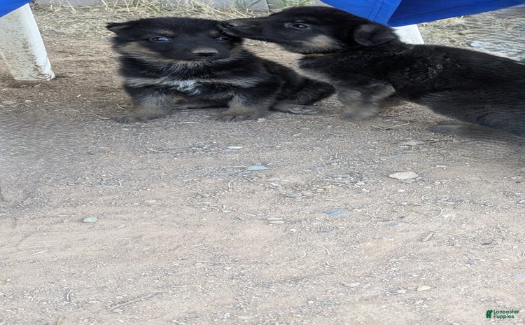 German Shepherd dogs for sale - Ad 4