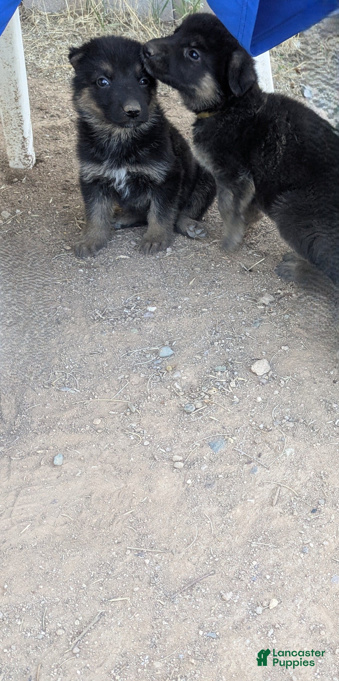 German Shepherd dogs for sale: 3 F German Shepherds - Image 1