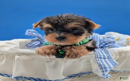 Yorkshire Terrier dogs for sale: Donnie - Image 2