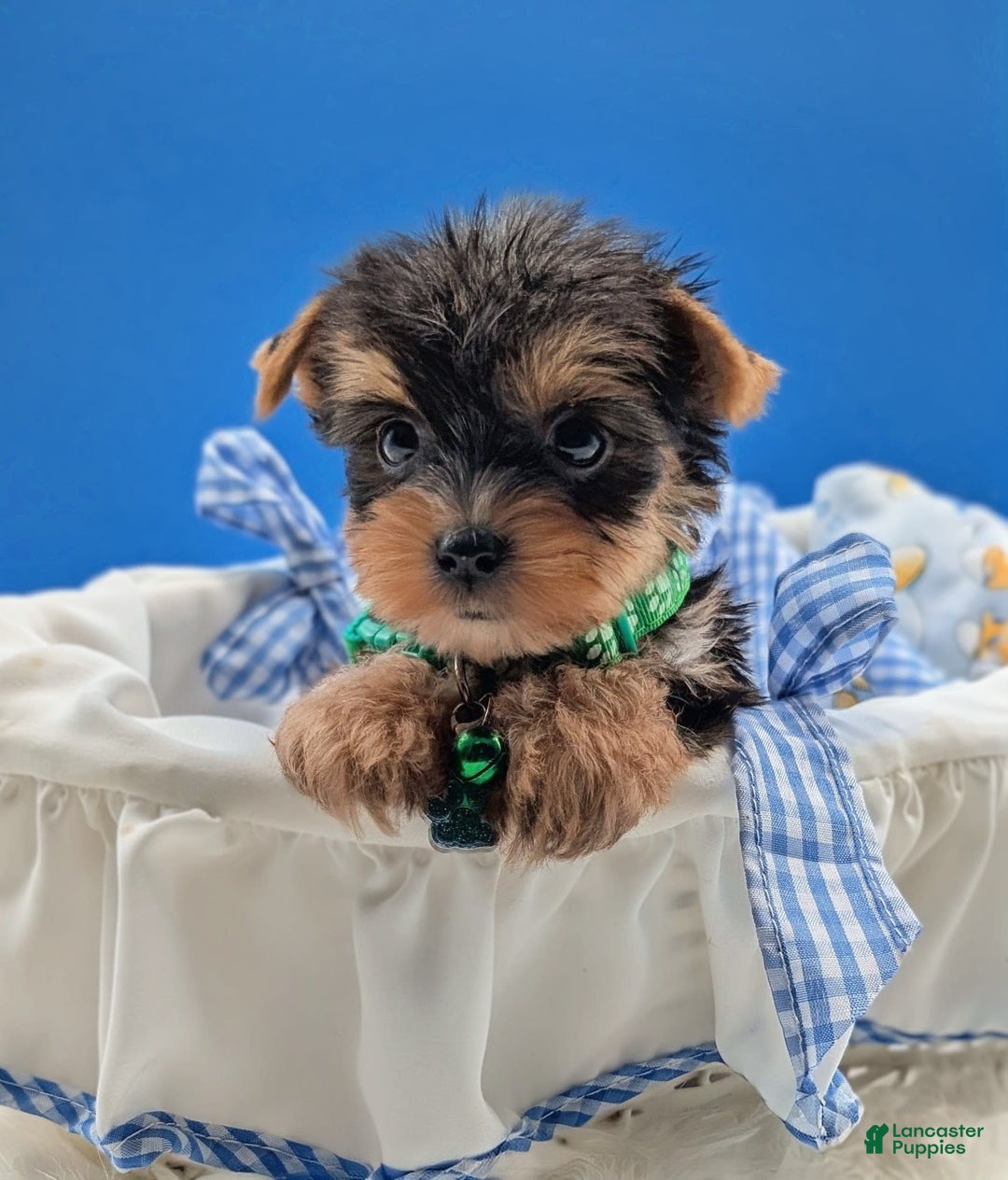 Yorkshire Terrier dogs for sale: Donnie - Image 2