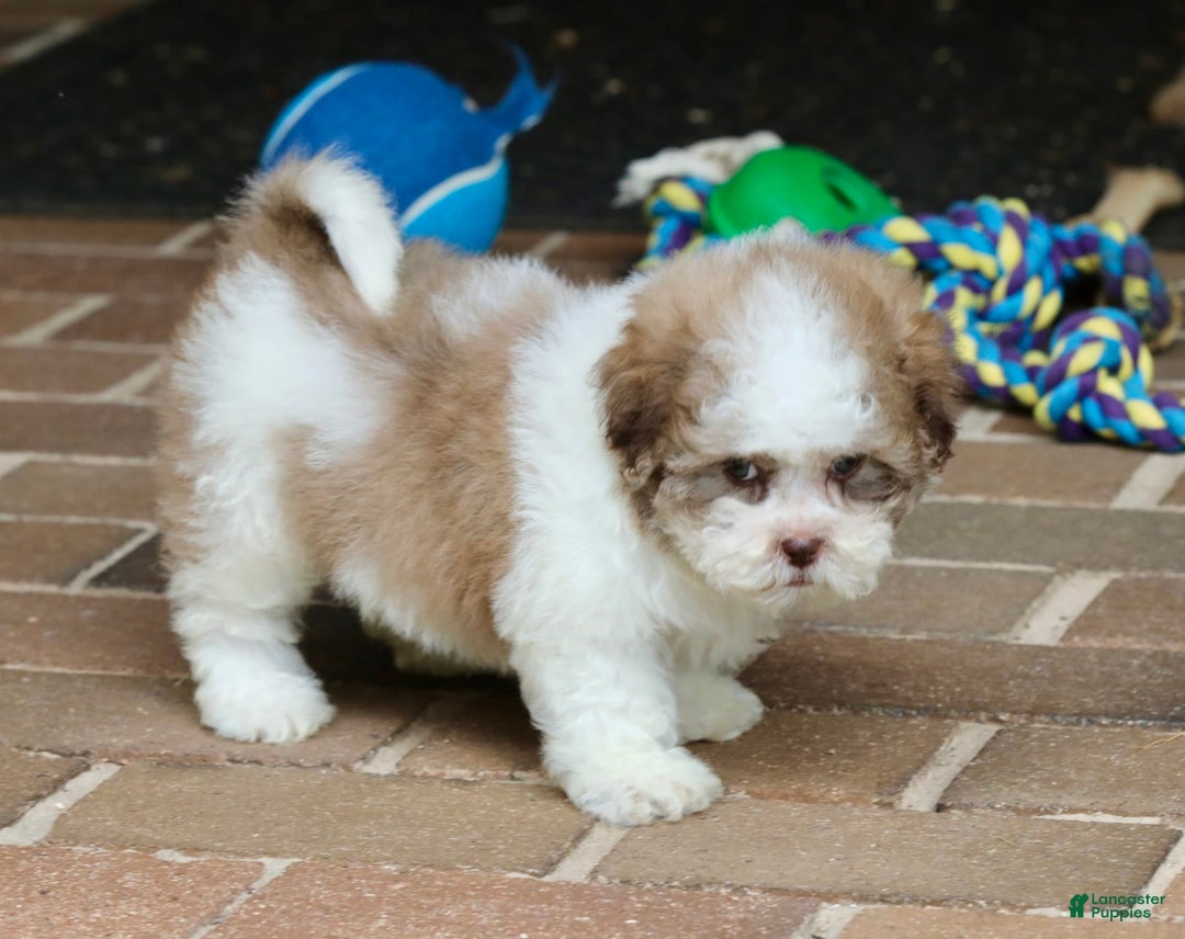 Shihpoo dogs for sale: Lily - Image 4