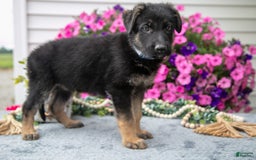 German Shepherd dogs for sale: Dolly - Image 1