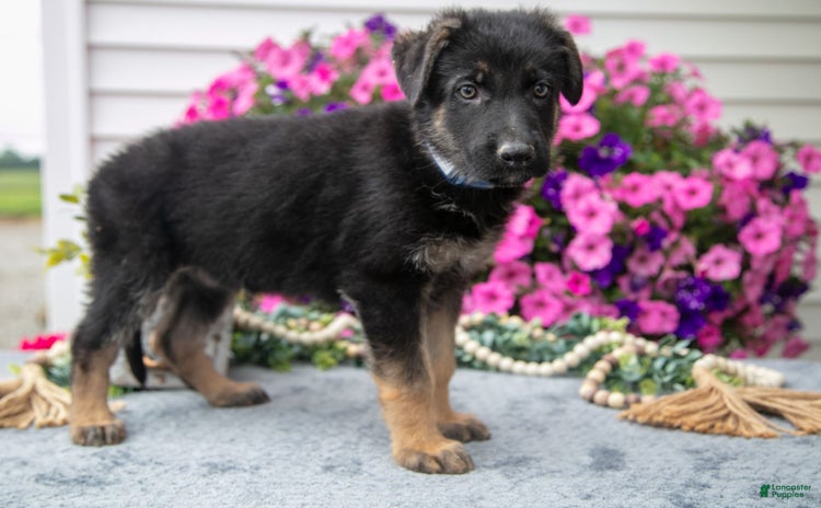 German Shepherd dogs for sale - Ad 2