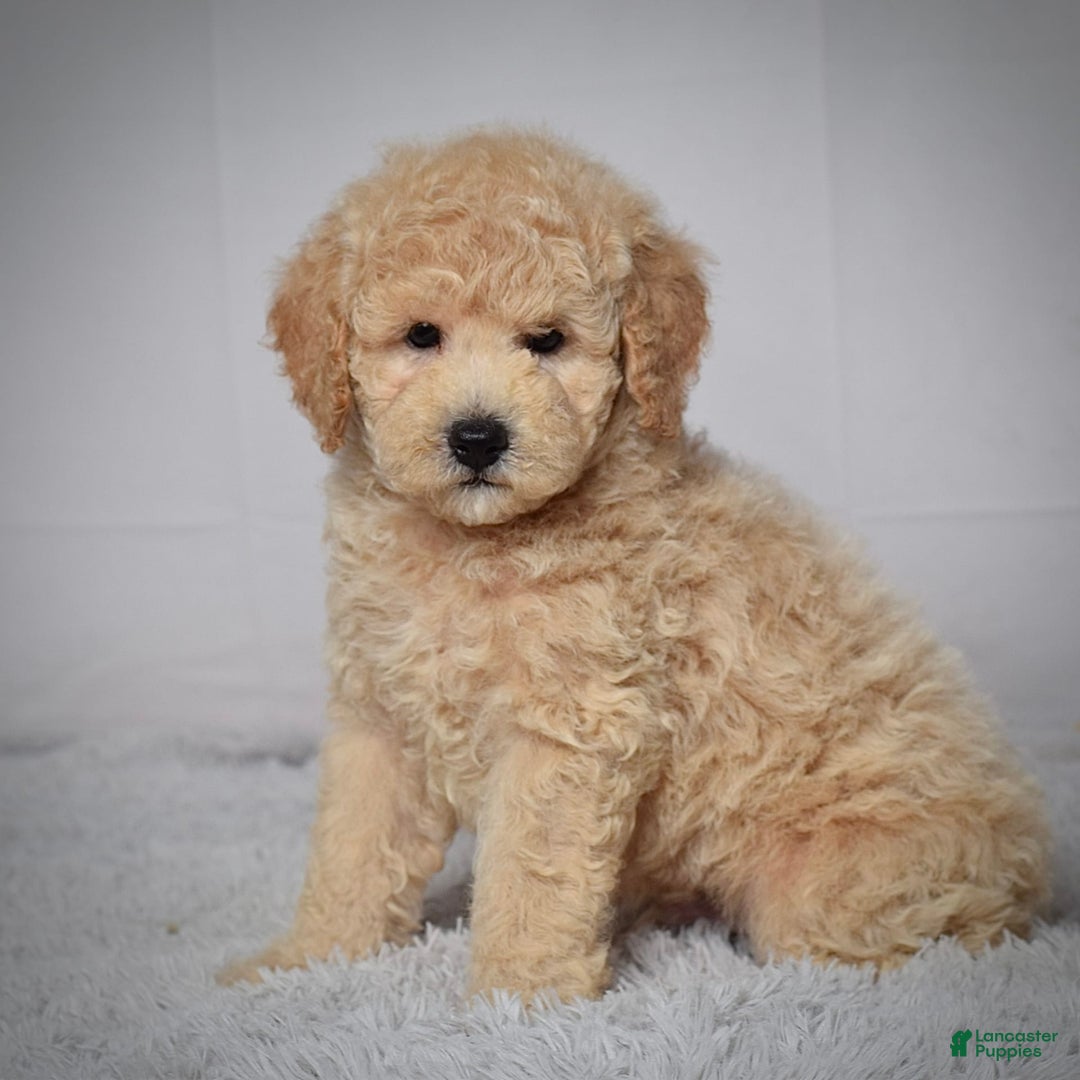 Mini Goldendoodle dogs for sale: Winston - Image 5
