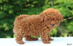 Miniature Poodle dogs for sale: Aleah - Image 6