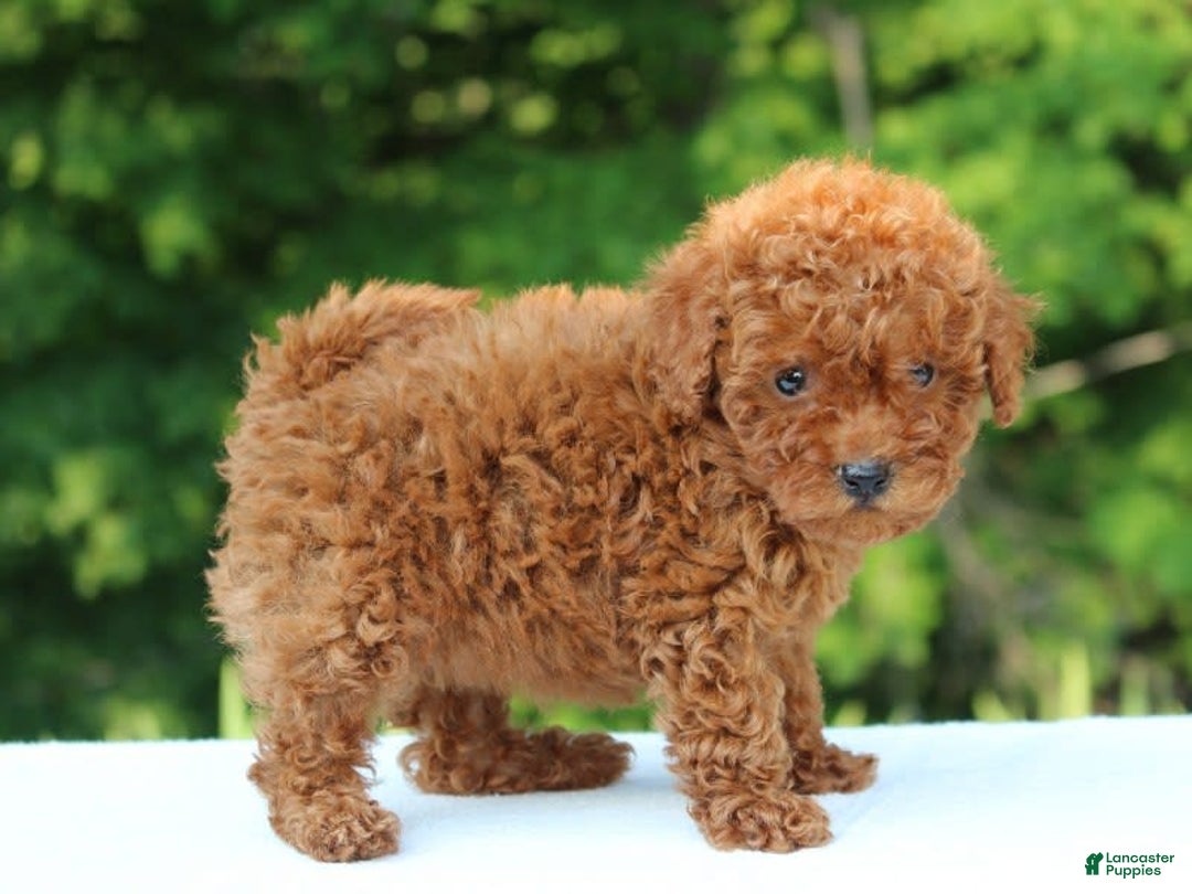 Miniature Poodle dogs for sale: Aleah - Image 6