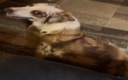 Australian Shepherd dogs for sale: Zeus - Image 3