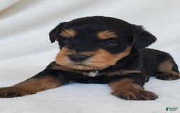 Schnoodle dogs for sale: Dexter - Image 6