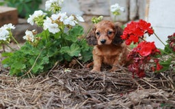 Miniature Dachshund dogs for sale: Rosie - Image 4
