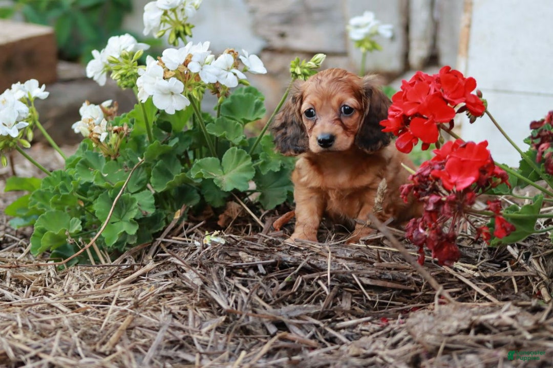 Miniature Dachshund dogs for sale: Rosie - Image 4