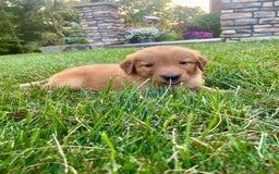Golden Retriever dogs for sale: Sonic - Image 1