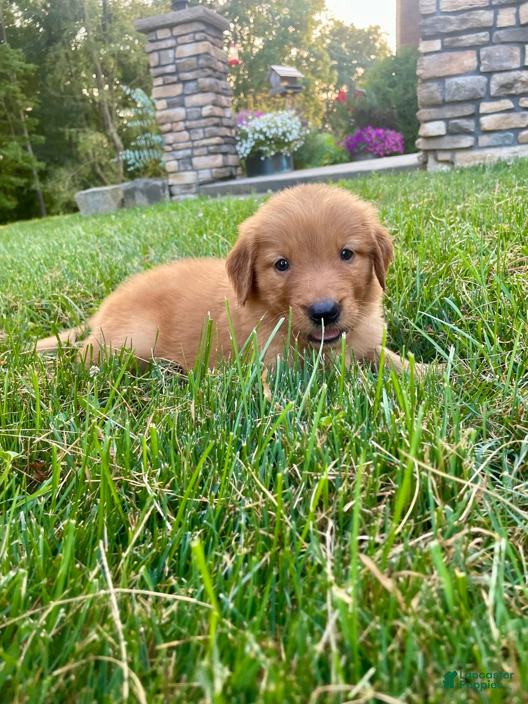 Golden Retriever dogs for sale: Sonic - Image 1