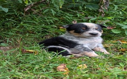 Australian Cattle Dog dogs for sale: Ranger - Image 6