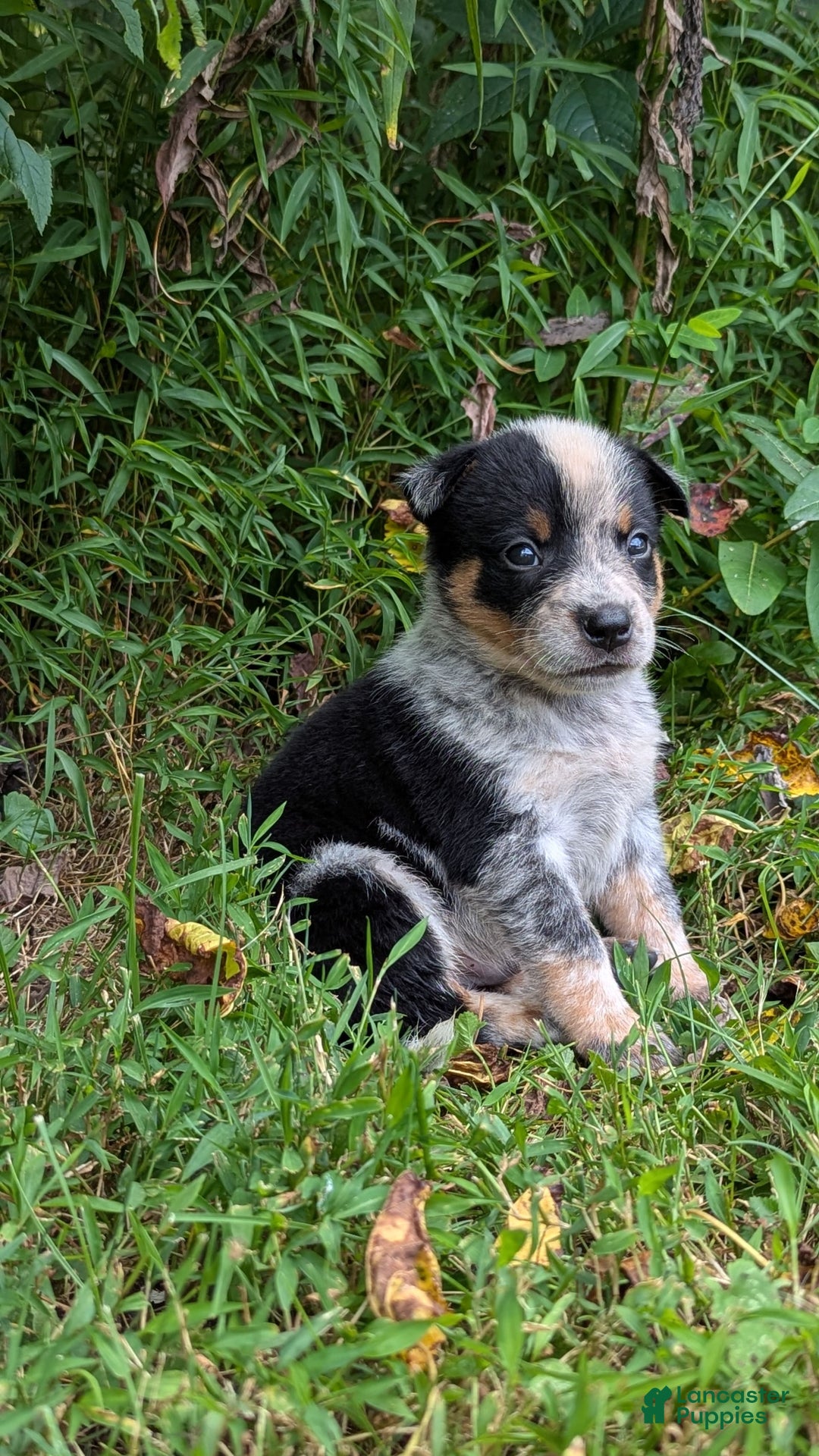 Australian Cattle Dog dogs for sale: Ranger - Image 6