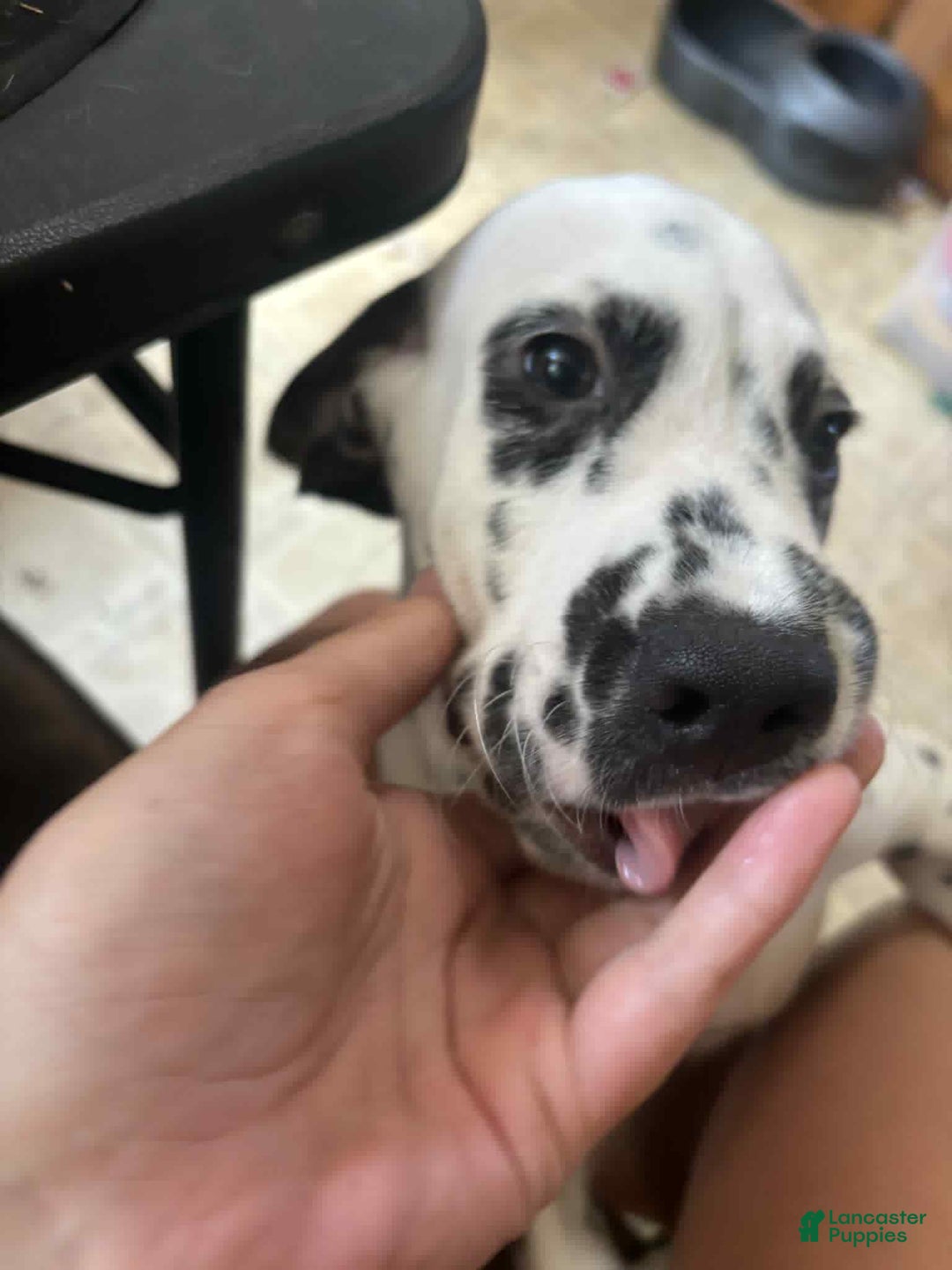 Dalmatian dogs for sale: Storm - Image 2
