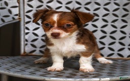 Chihuahua dogs for sale: Nora - Image 6