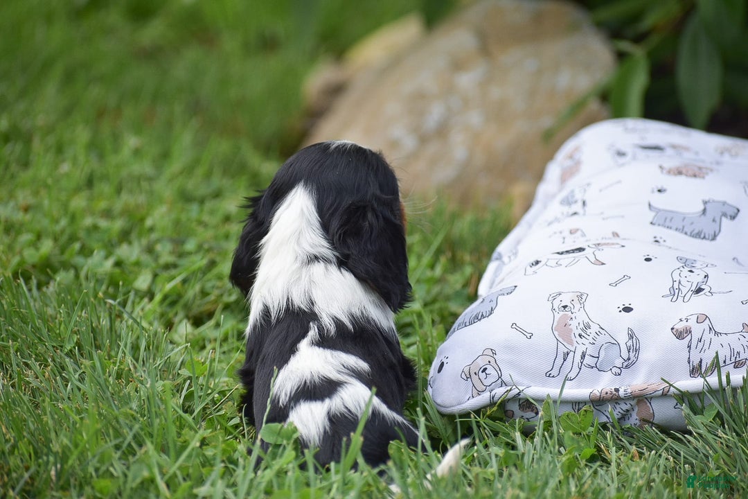 Cockalier dogs for sale: Roda - Image 5