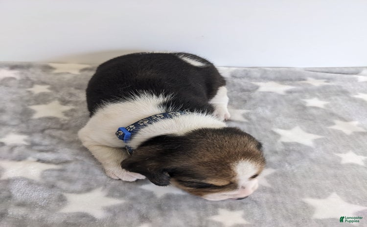 Beagle dogs for sale - Ad 2