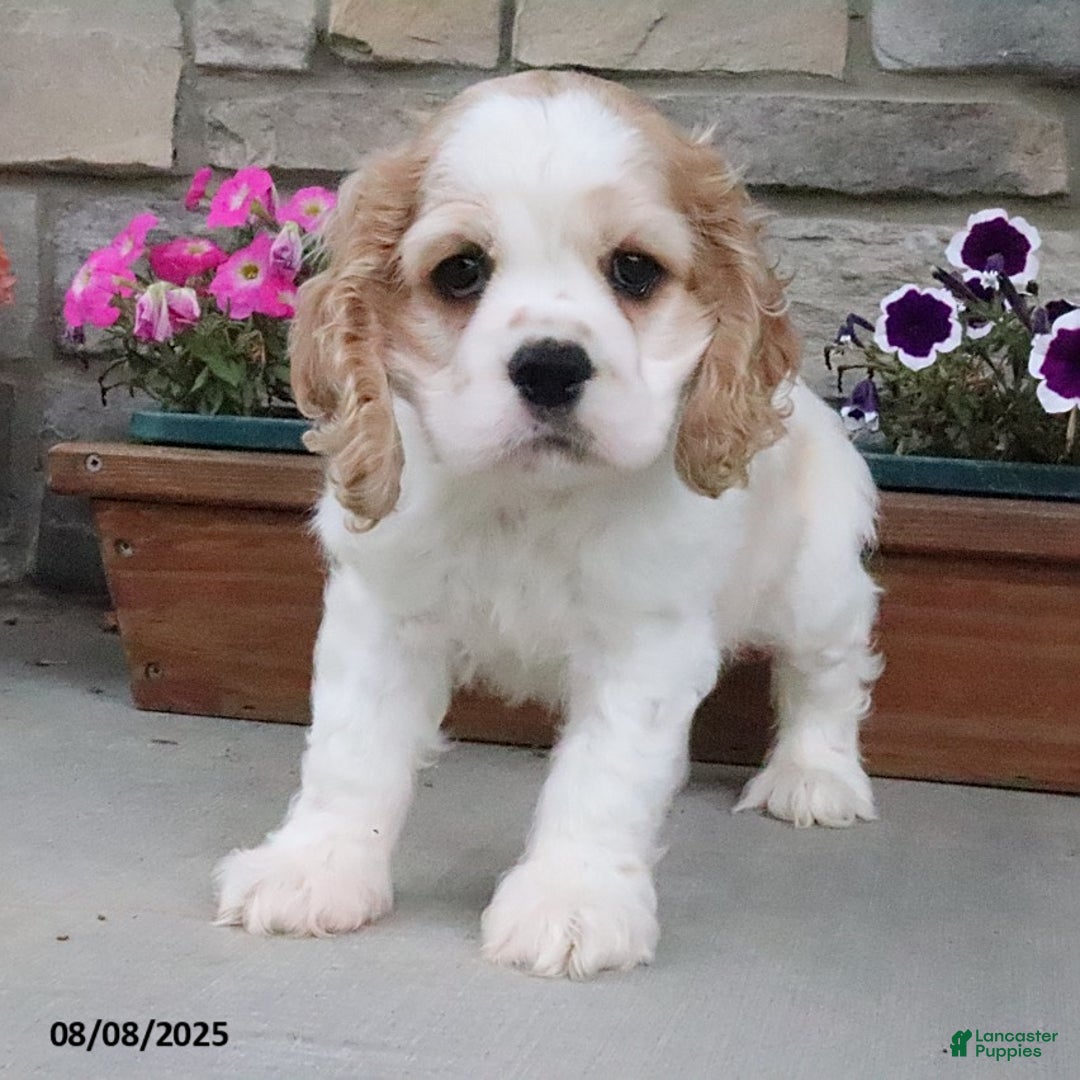Cocker Spaniel dogs for sale: Ozzy - Image 8
