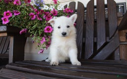 German Shepherd dogs for sale: Jordan - Image 4