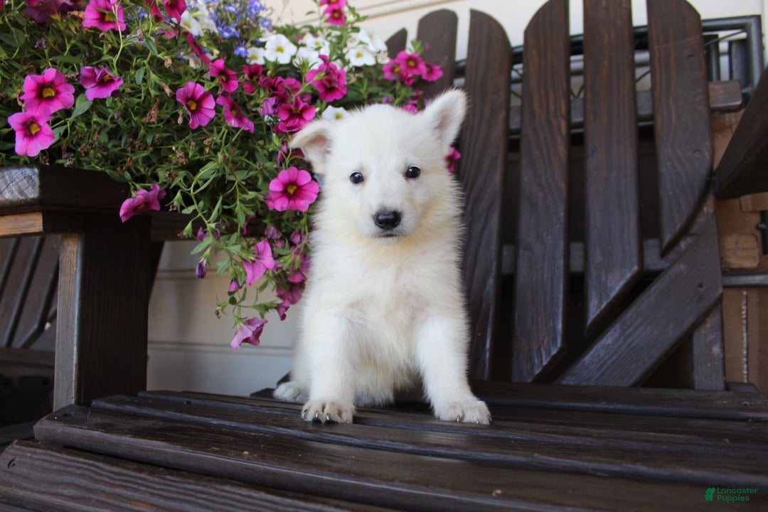 German Shepherd dogs for sale: Jordan - Image 4