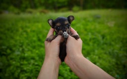 Morkie dogs for sale: "teacup" Cricket - Image 12