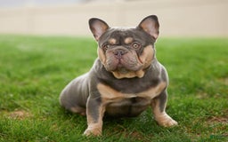 French Bulldog dogs for sale: Hank - Image 6