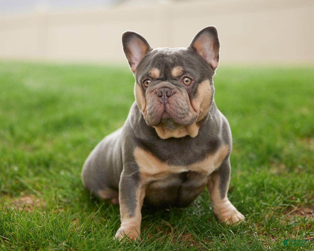 French Bulldog dogs for sale: Hank - Image 6