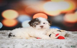 Havanese dogs for sale: Rolex - Image 6