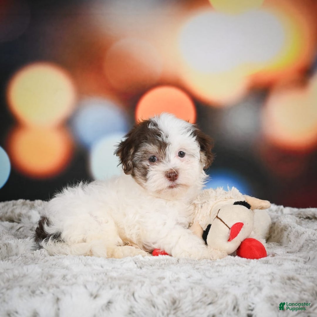 Havanese dogs for sale: Rolex - Image 6