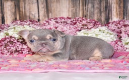 French Bulldog dogs for sale: Milton - Image 6