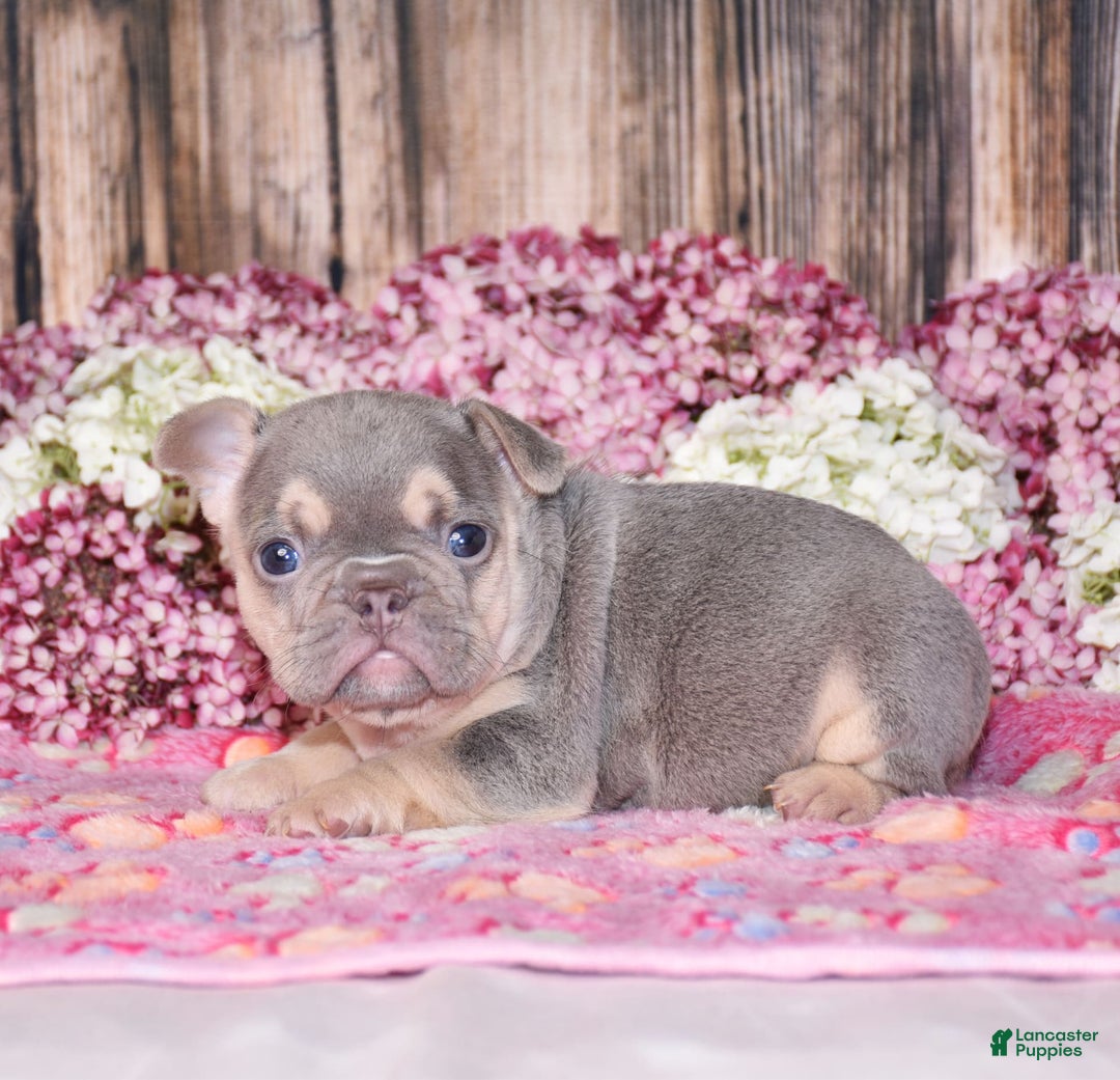 French Bulldog dogs for sale: Milton - Image 6