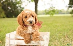 Mini Goldendoodle dogs for sale: Jasmine - Image 13
