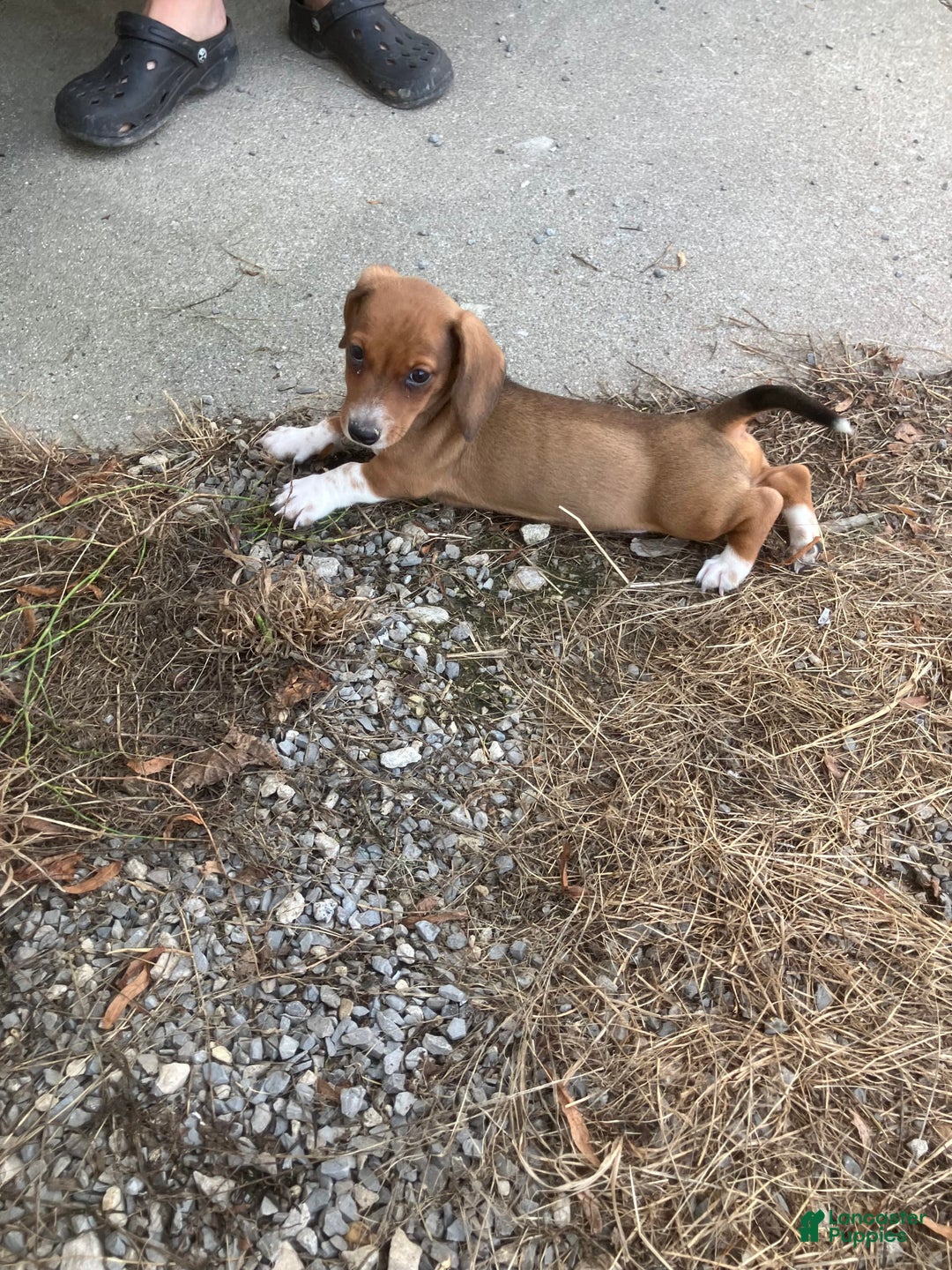 Miniature Dachshund dogs for sale: John - Image 1