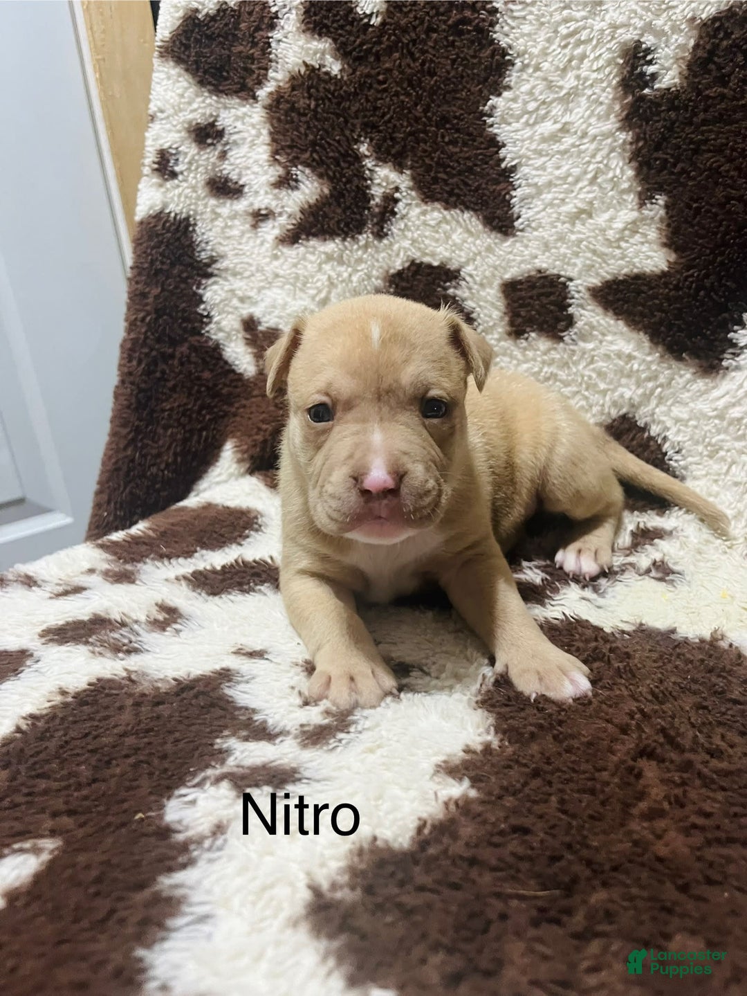 American Bully dogs for sale: Nitro - Image 2